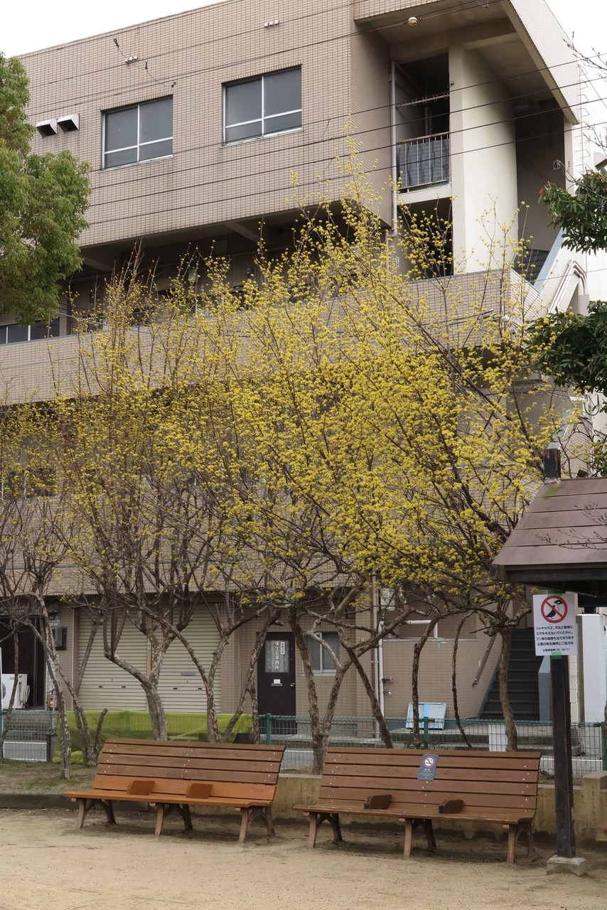 お写ん歩 西宮市鳴尾の寿公園の山茱萸（3月7日） : 六さんのお写ん歩