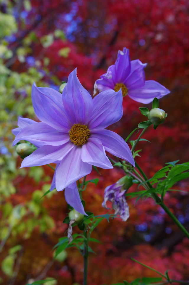 IMGP0041