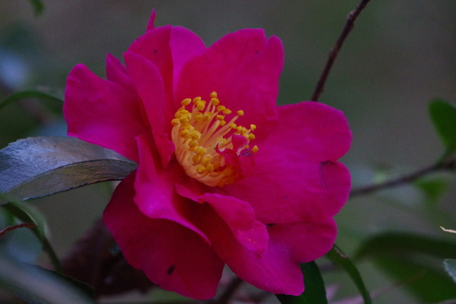 IMGP0039