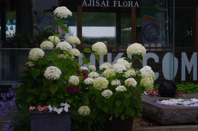IMGP7957