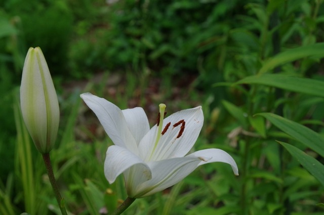 IMGP3652