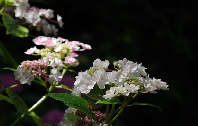 IMGP3222 (2)