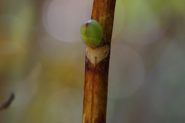 IMGP0229