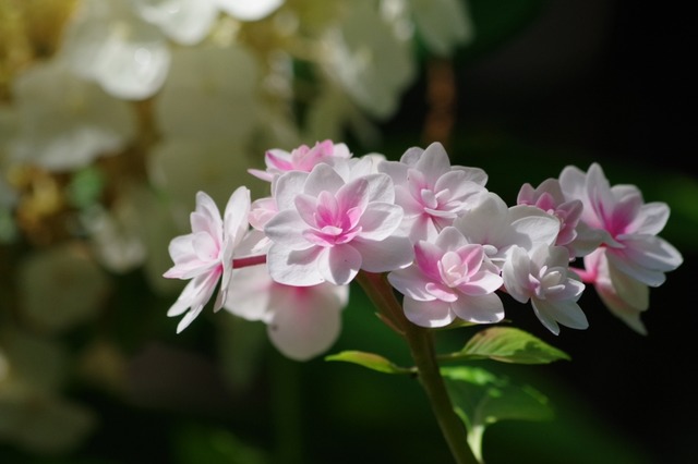 IMGP3216