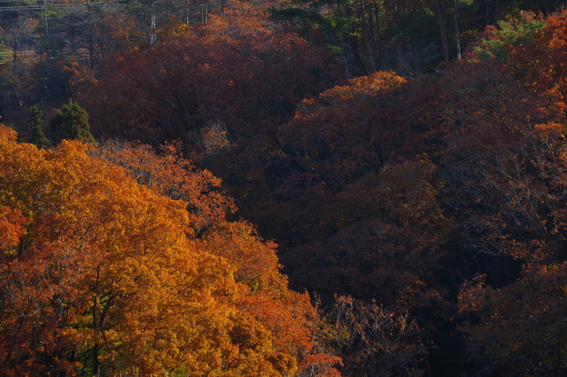IMGP0033