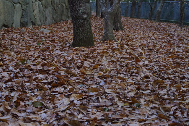 IMGP0035