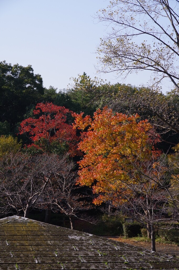 奥須磨公園の紅葉は 11月8日 熟年の里山散策日記