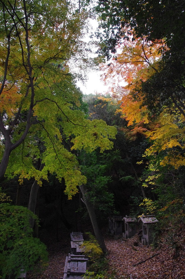 IMGP0055 (1)