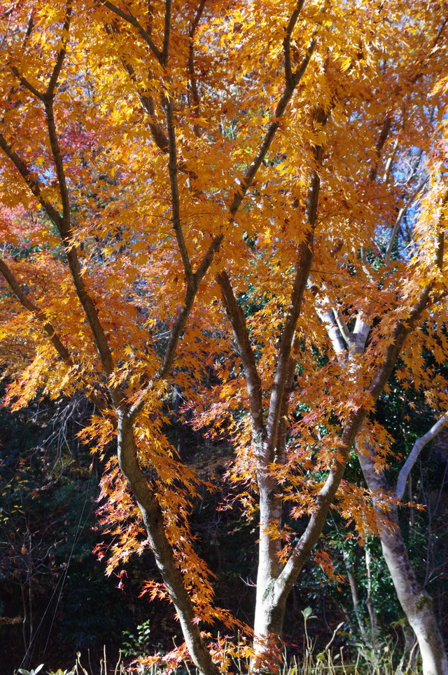 IMGP0075