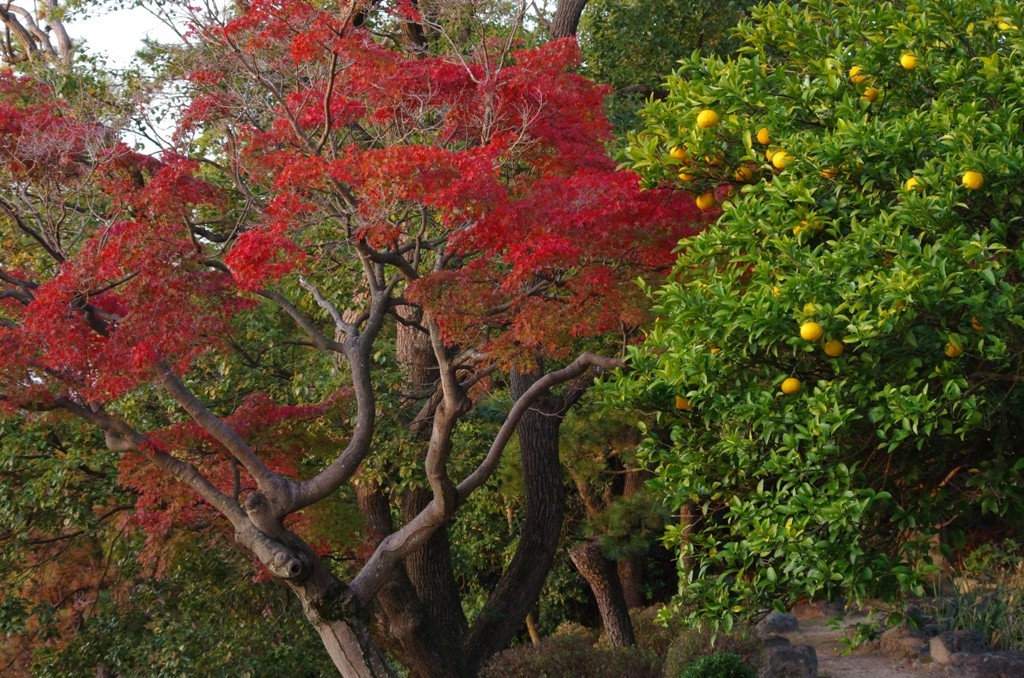 須磨浦公園から奥須磨公園までのウオーキングパート １２月２日 気ままな熟年の里山歩き