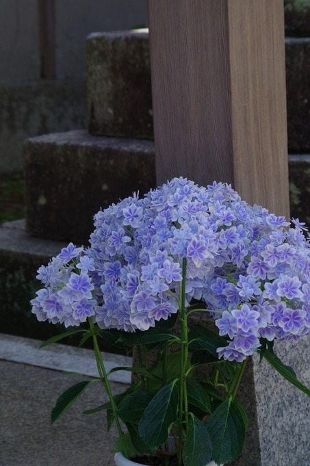 IMGP3246