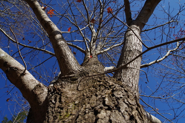 IMGP0150