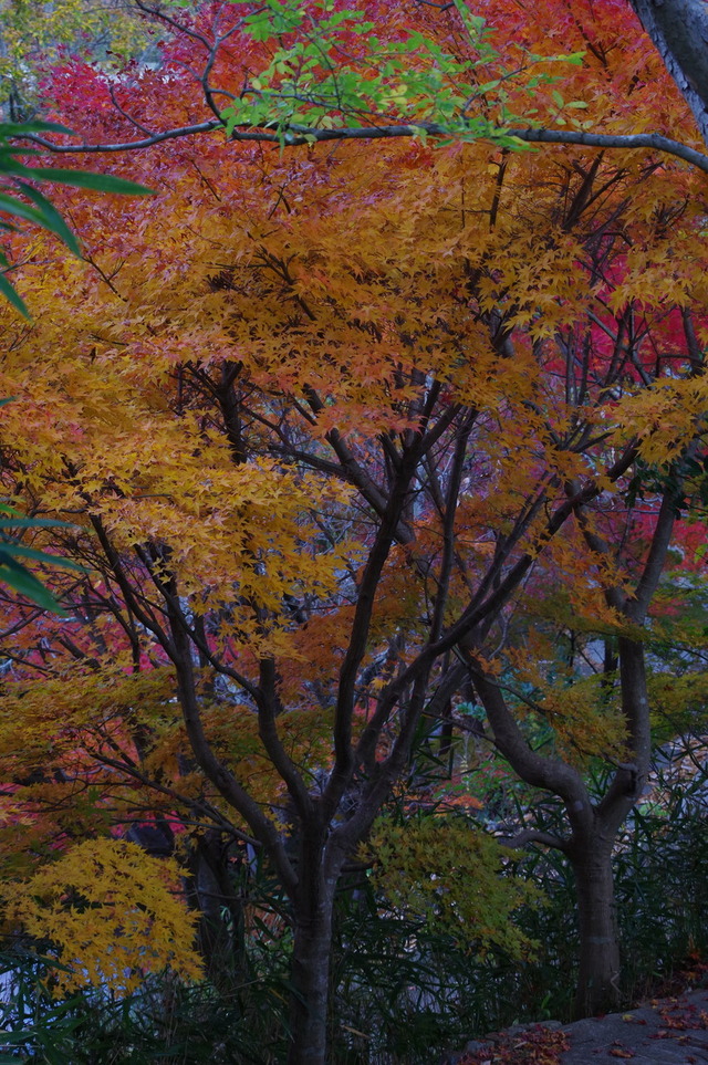 IMGP0115