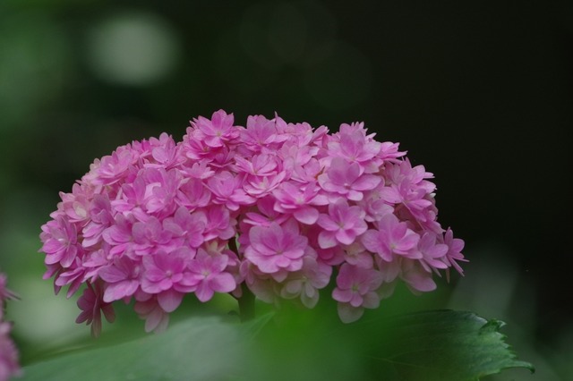 IMGP3206