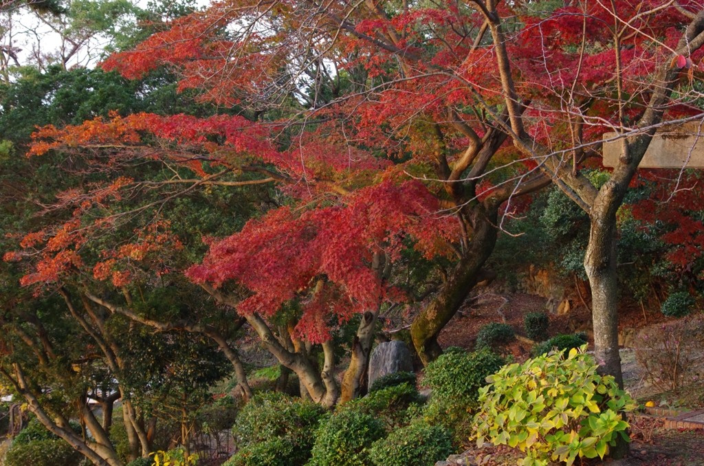 須磨浦公園から奥須磨公園までのウオーキングパート １２月２日 気ままな熟年の里山歩き