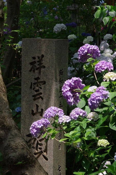 IMGP3576