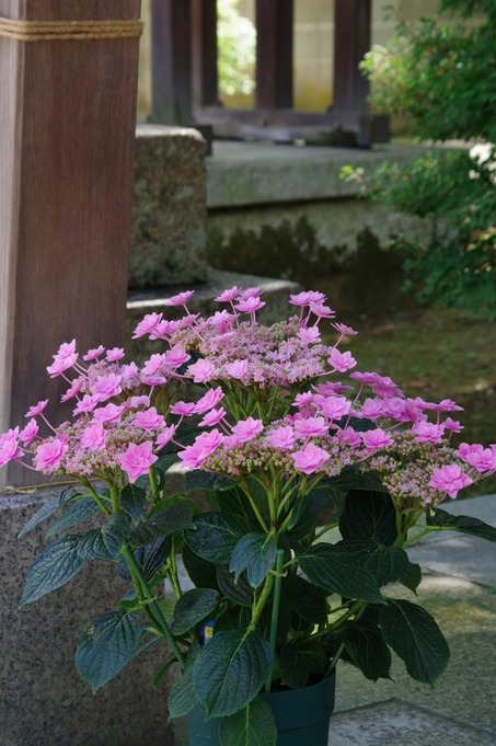 IMGP3245