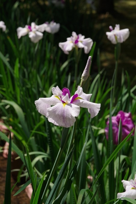 IMGP2085