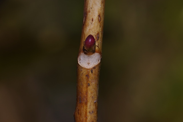 IMGP0238