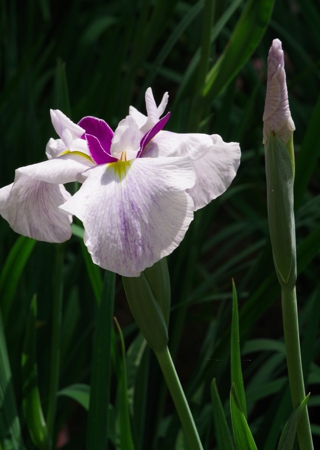 IMGP2081 (2)