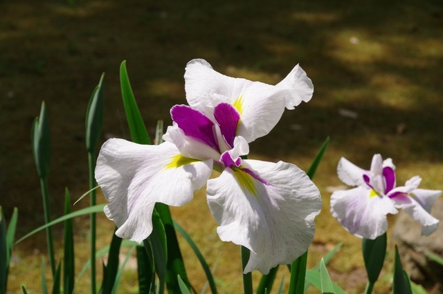 IMGP2071