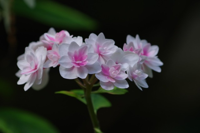 IMGP3220 (2)