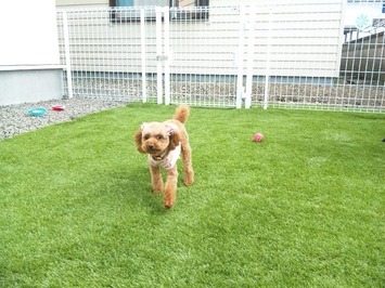 ﾄﾞｯｸﾞﾗﾝ (5)