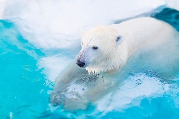 polarbear