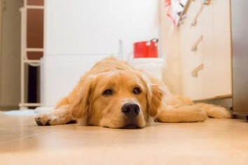 飼いやすい室内犬5-600x400