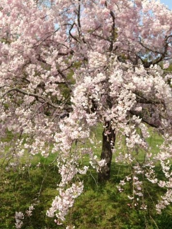 983619_1785682541492018_9048774497259838681_n