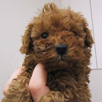 2009-11-27-toypoodle-apricot