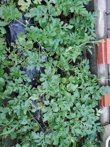 215127706_4130393340377070_1853979773862950479_n (1)