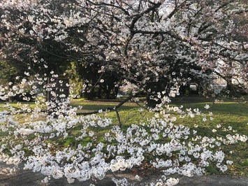 29512362_1565544413558885_5919868225109313492_n