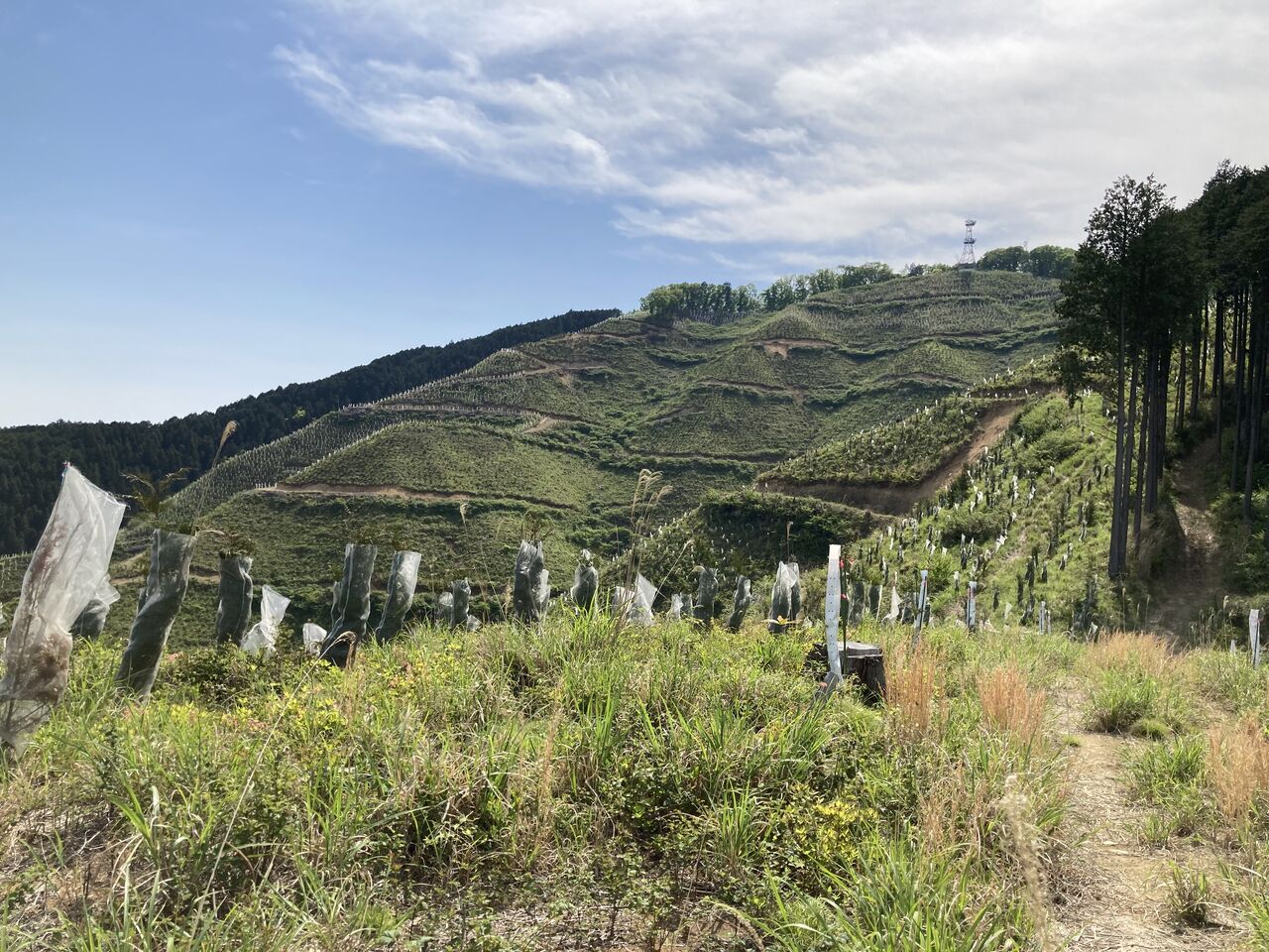 林道真上男丸柏木線峠P~谷倉山~北峰~林道峠P : ひまつぶし