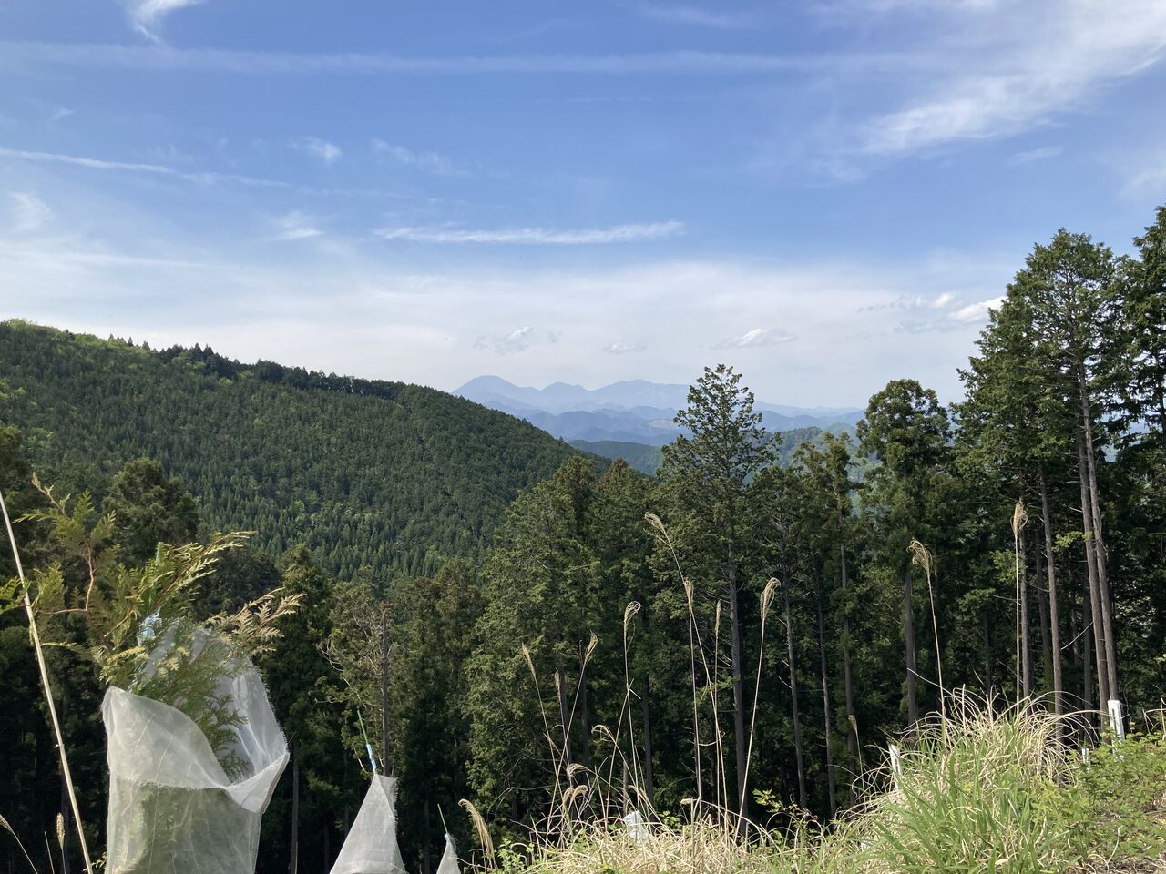 林道真上男丸柏木線峠P~谷倉山~北峰~林道峠P : ひまつぶし