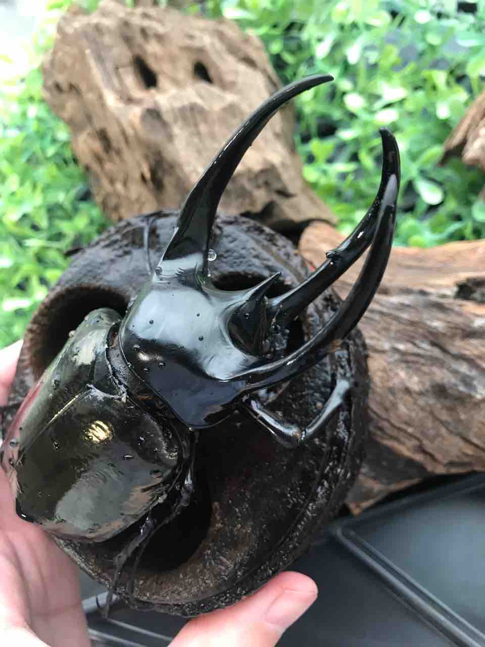 タイリクコーカサス（タイ産）♀新成虫 未後食 2頭セット コーカサス