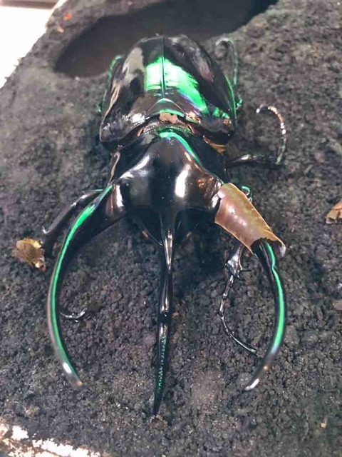 タイリクコーカサス 120+ ×2 Thailand 標本用死虫 タイリクコーカサス新成虫♂120mm