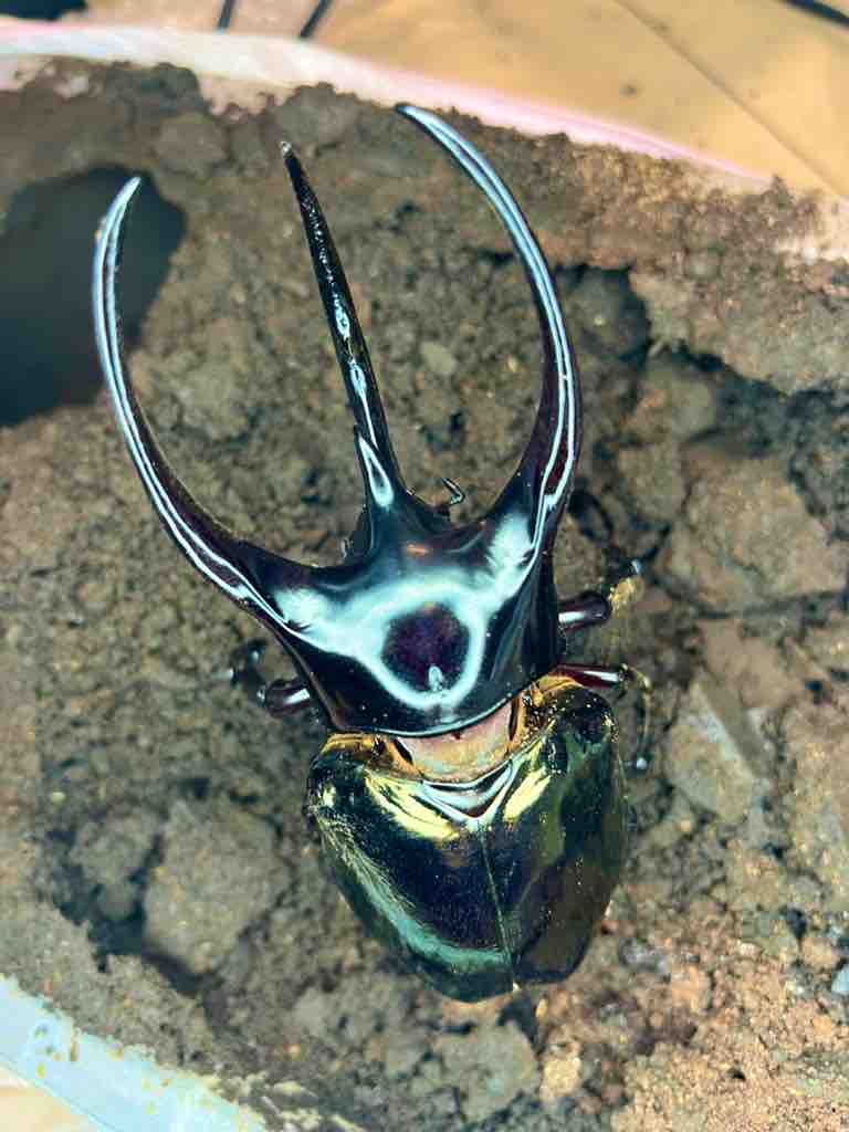 タイリクコーカサス長角羽化連発始まりました : Hercules & Calcosoma