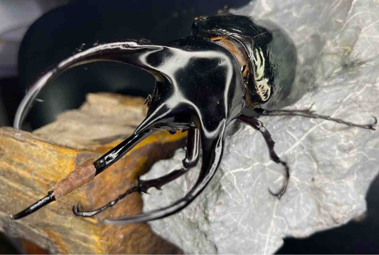 タイリクコーカサス長角羽化連発始まりました : Hercules & Calcosoma