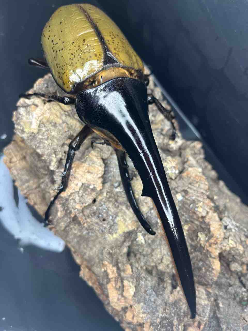 FF-FOX系等の次世代のブリード : Hercules & Calcosoma Breeding