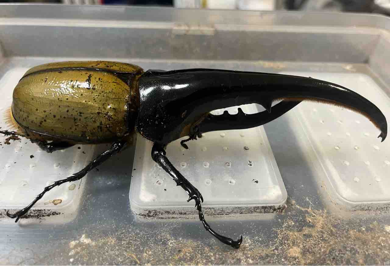 FF-FOX系等の次世代のブリード : Hercules & Calcosoma Breeding