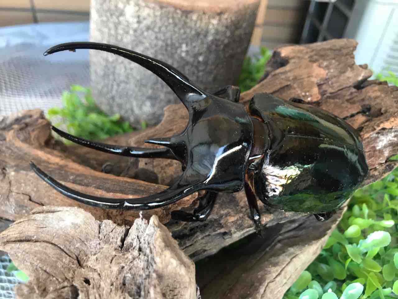 特大 タイリクコーカサス コーカサスオオカブト 121ミリ