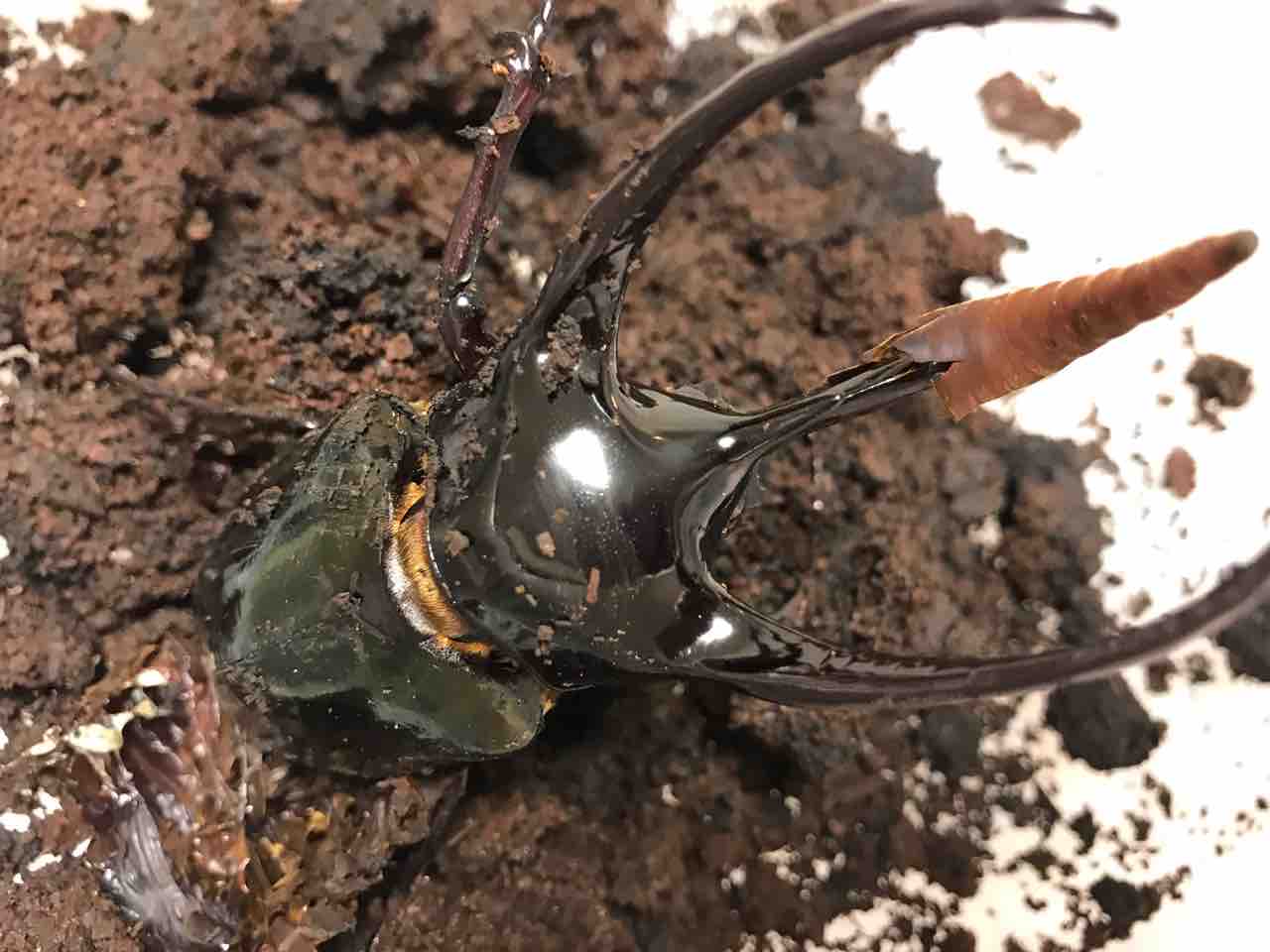 ジャワコーカサス長角連発 Hercules Calcosoma Breeding