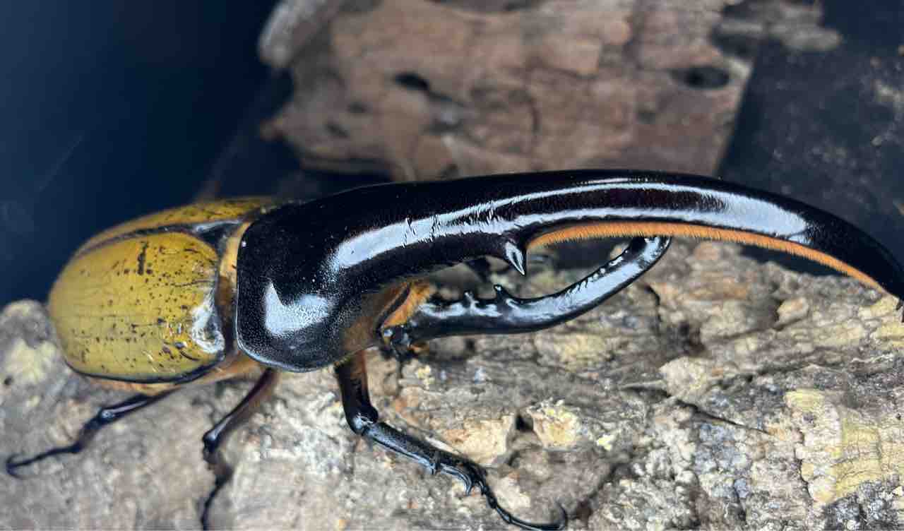 FF-FOX系等の次世代のブリード : Hercules & Calcosoma Breeding