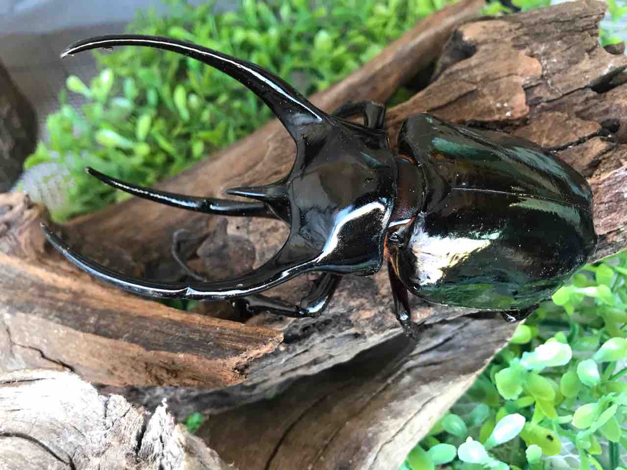 タイリクコーカサスとマレーコーカサス近況 : Hercules & Calcosoma