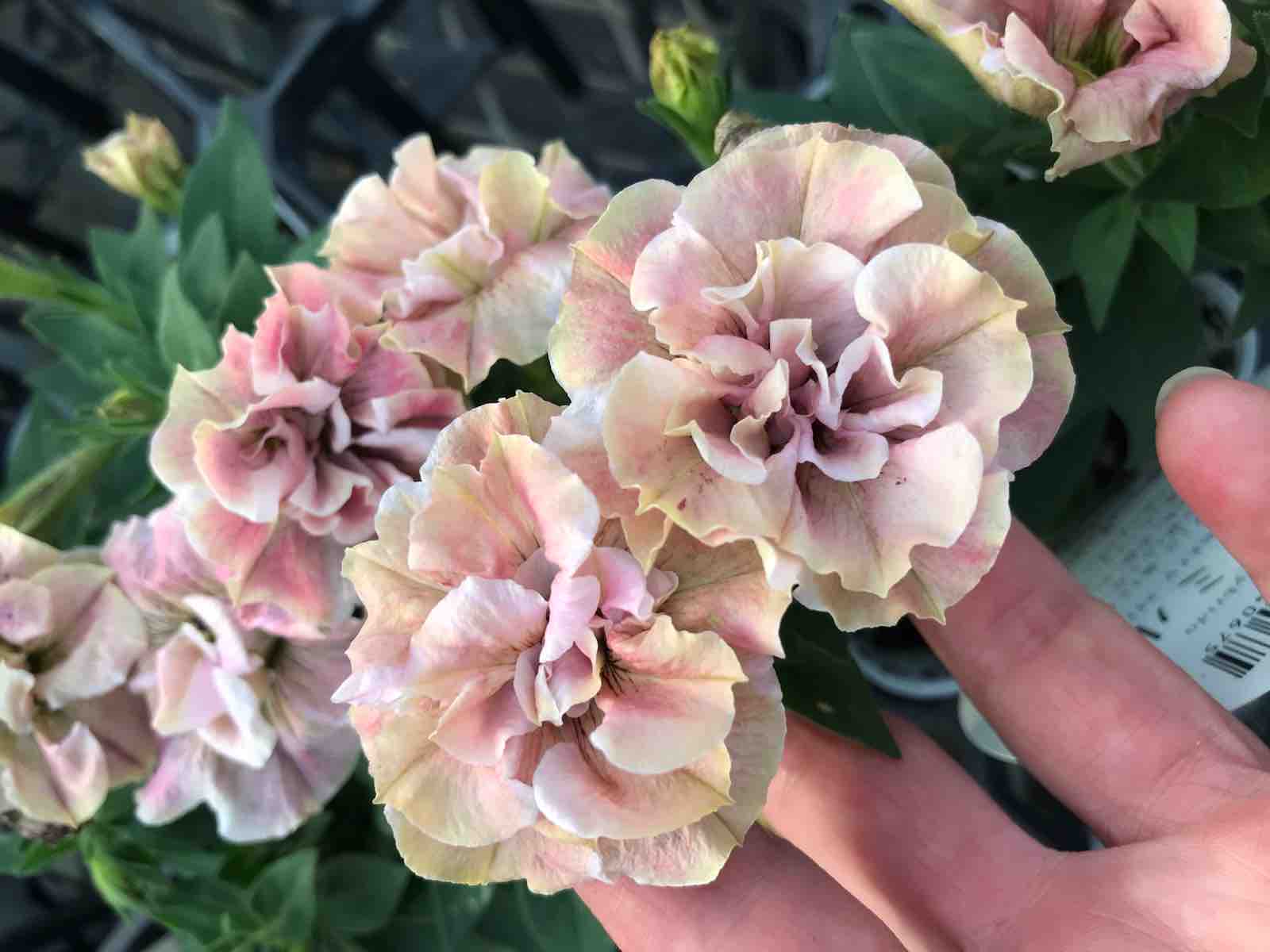 ペチュニアジュリエット桜モダン Yuika 結花 Hanayoshiの毎日