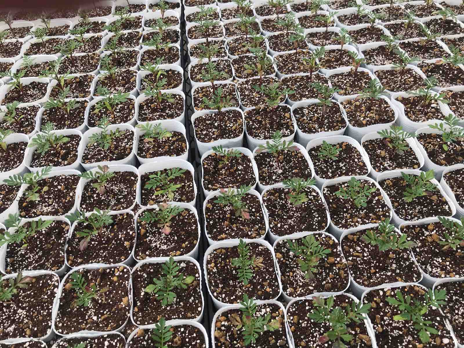 マリーゴールドってどうやって作るんですか Yuika 結花 Hanayoshiの毎日