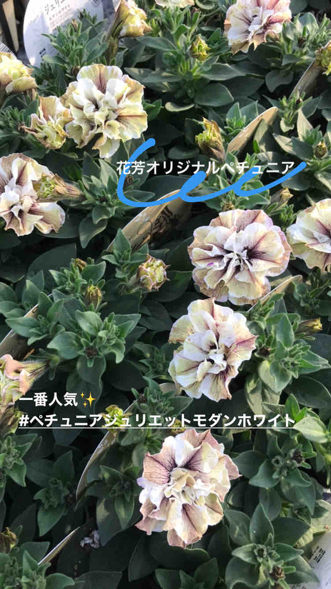 一番人気 ジュリエットモダンホワイト : yuika~結花~Hanayoshiの毎日