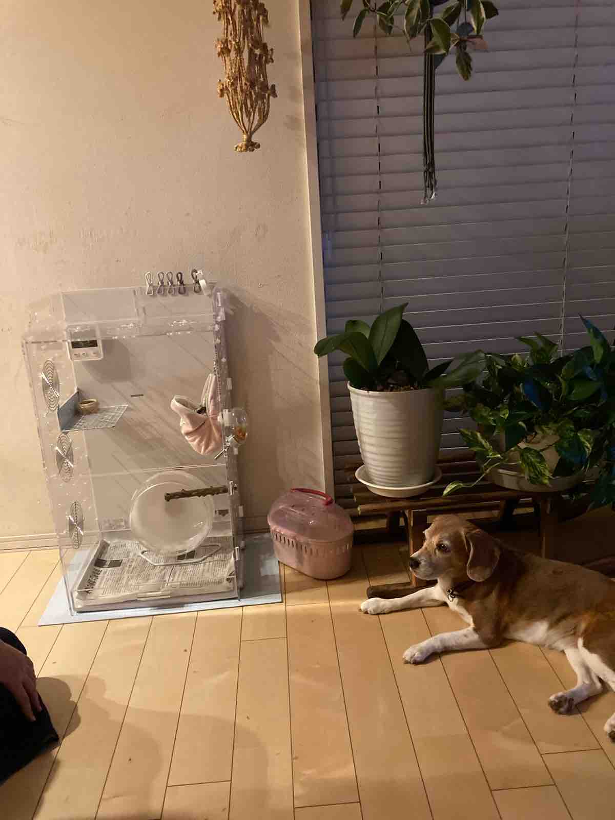 モモンガに会いたいビーグル Yuika 結花 Hanayoshiの毎日 モモンガに会いたいビーグル Yuika 結花 Hanayoshiの毎日