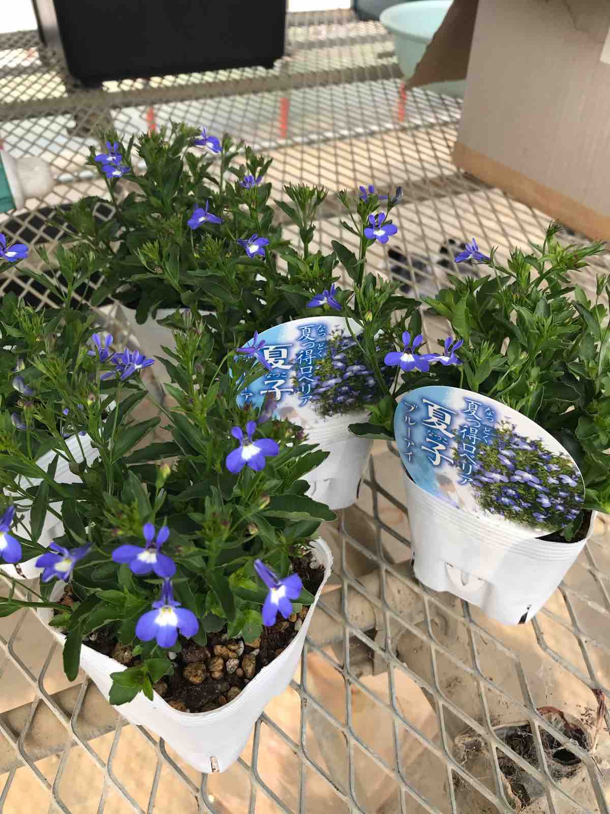 宿根ロベリアの出荷が始まる Yuika 結花 Hanayoshiの毎日 宿根ロベリアの出荷が始まる Yuika 結花 Hanayoshiの毎日